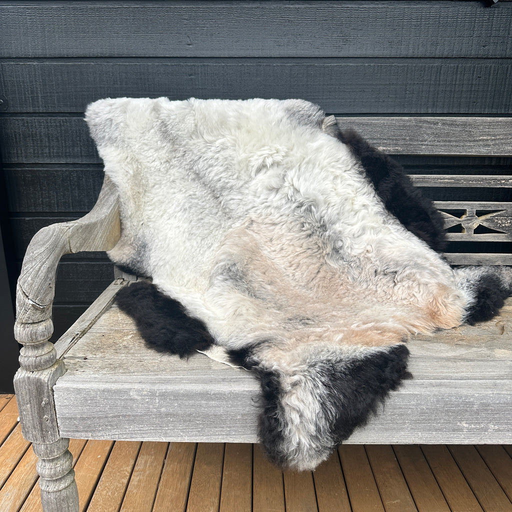 ICELANDIC  SHEEPSKIN - Shorn with Dark Edges #002
