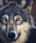 PHILIP MEATCHEM - Dakota a Lone Wolf